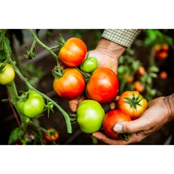Natural Tomato Plant